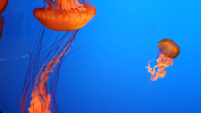 jellyfish-1-1197905.jpeg