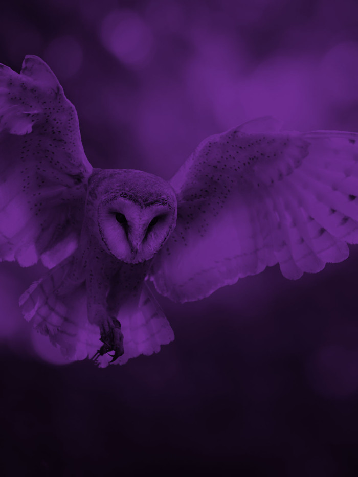 purple_owl.jpg